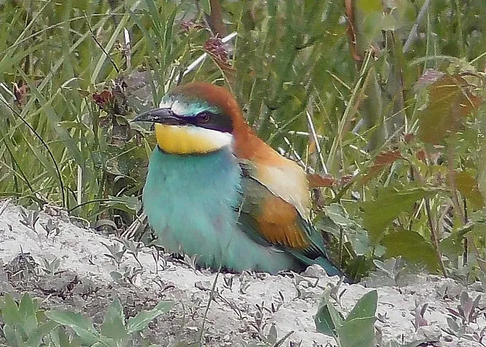 Oase By Interhome Σπίτι διακοπών Leuk